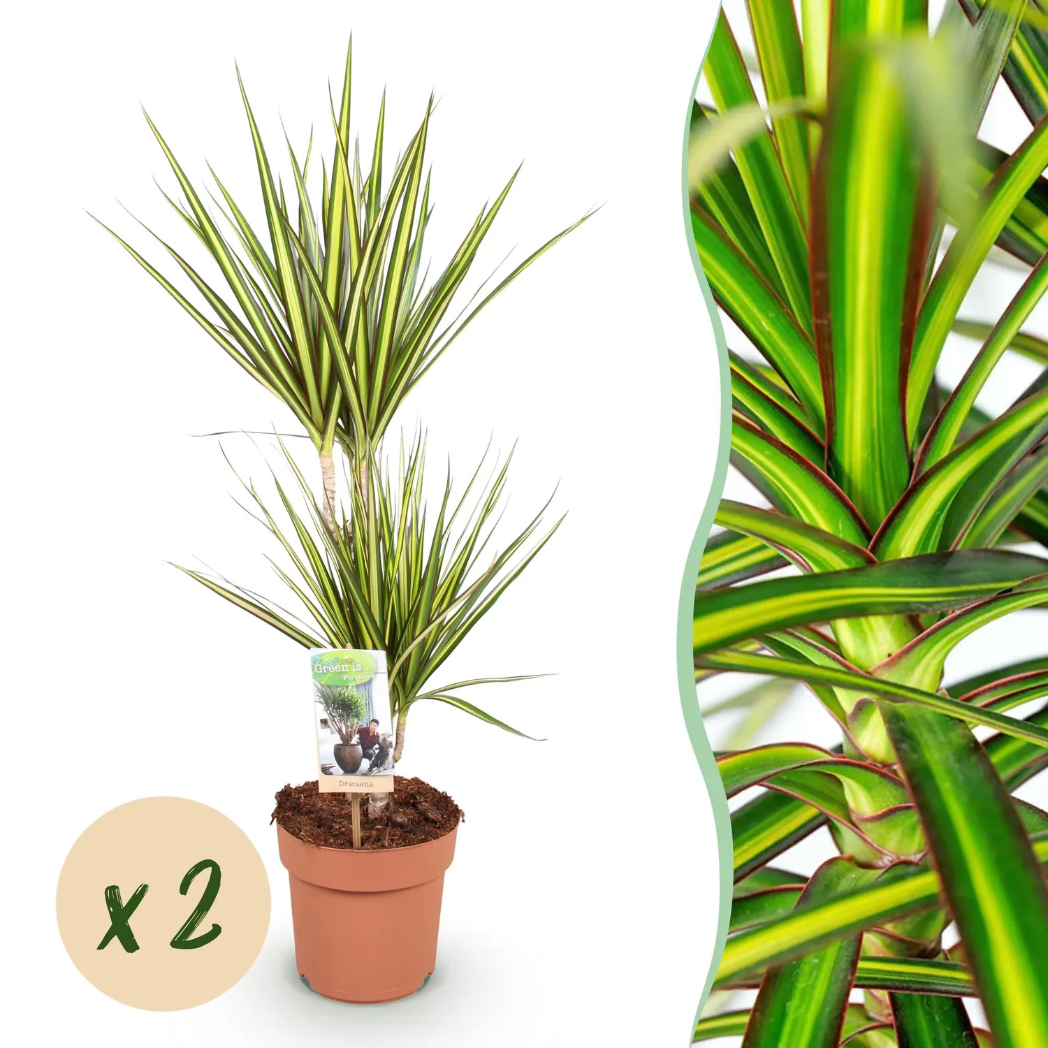 Plant and Stories Sunray dracaena lot 2 pots 17 cm 70 cm