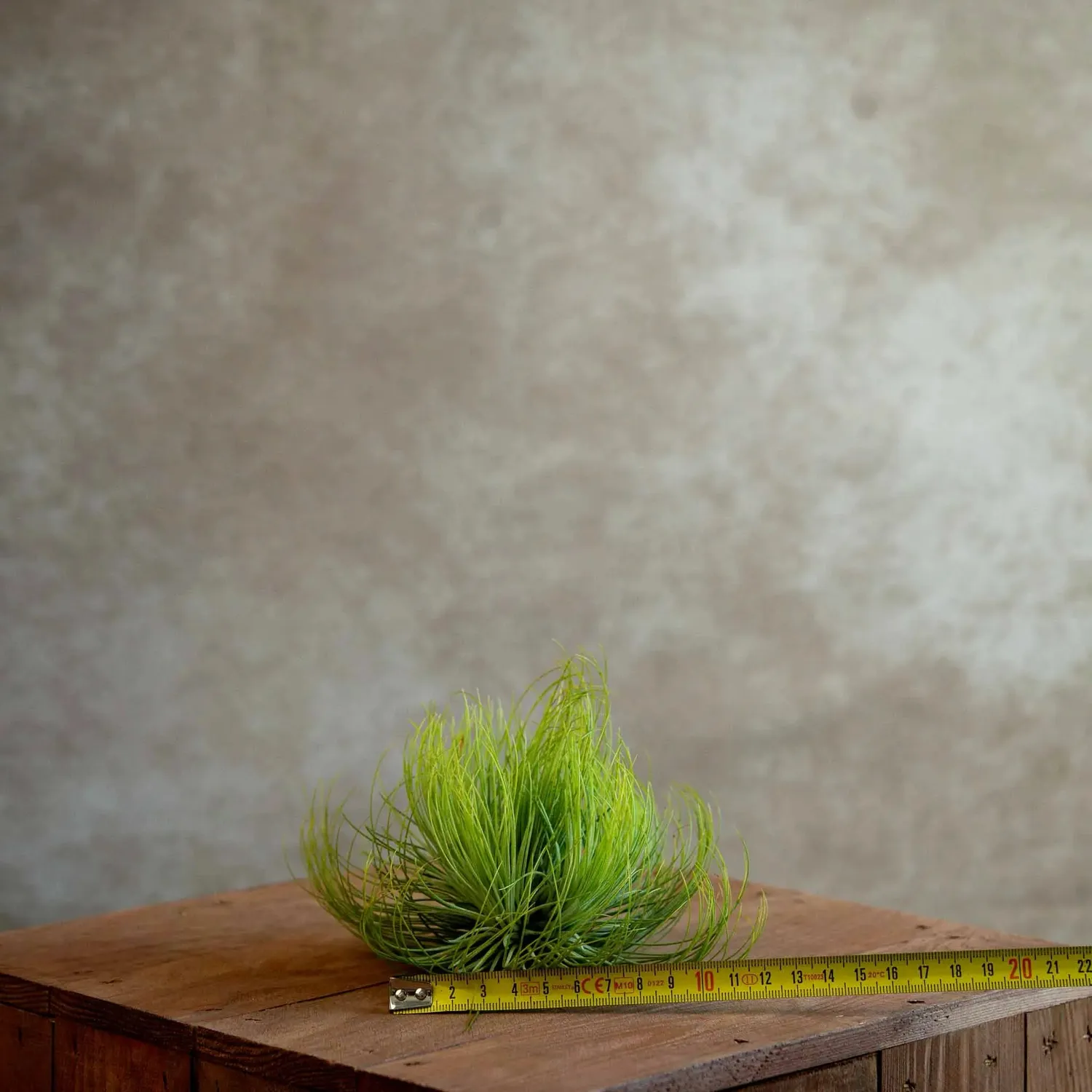Airplantshop Tillandsia Andreana plante aérienne cluster 12 cm