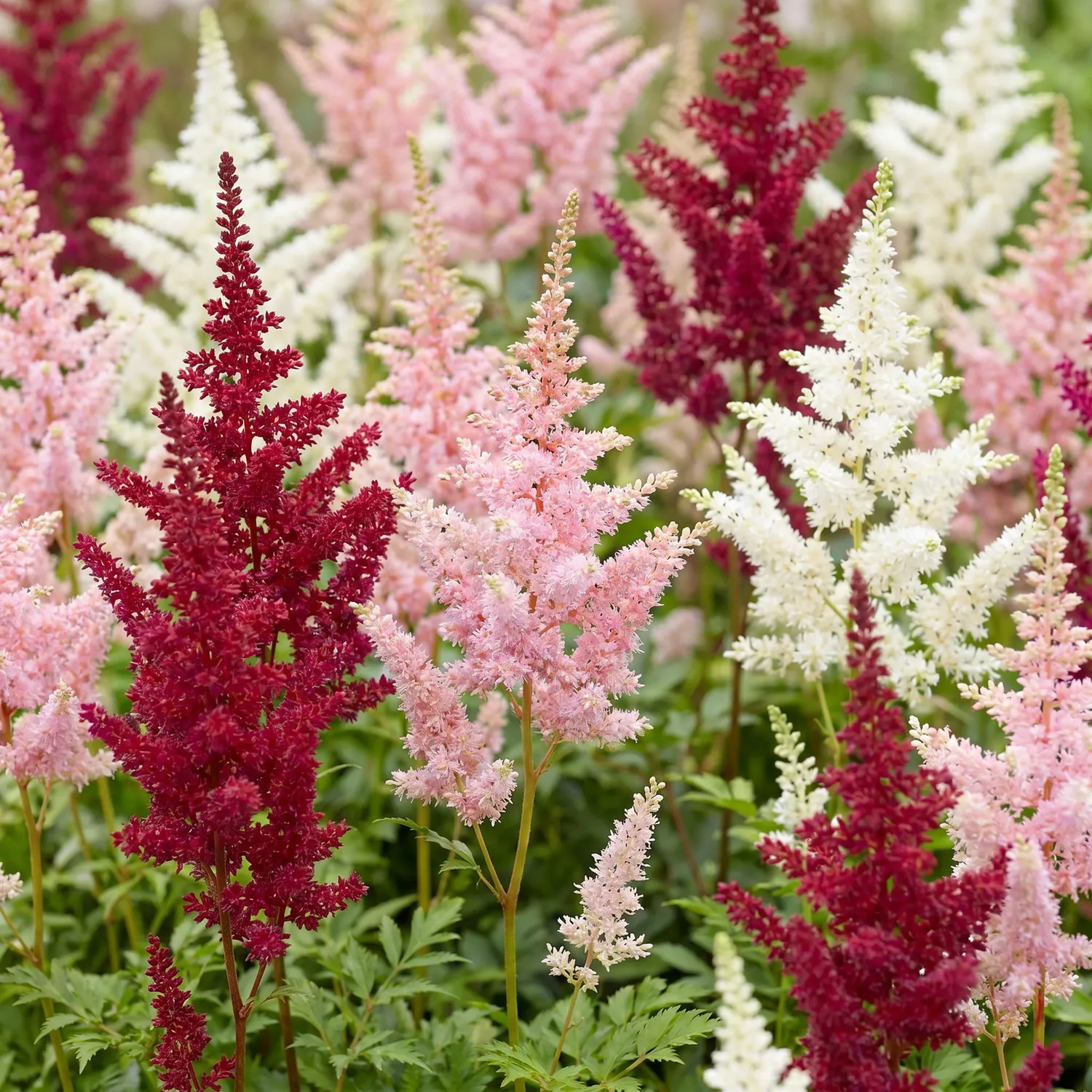 Plant and Stories Deutschland astilbe blanc 1 plant pot 11 cm