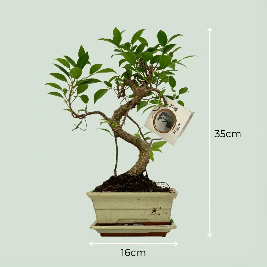 Plant and Stories bonsaï S pot céramique 15cm mix aléatoire