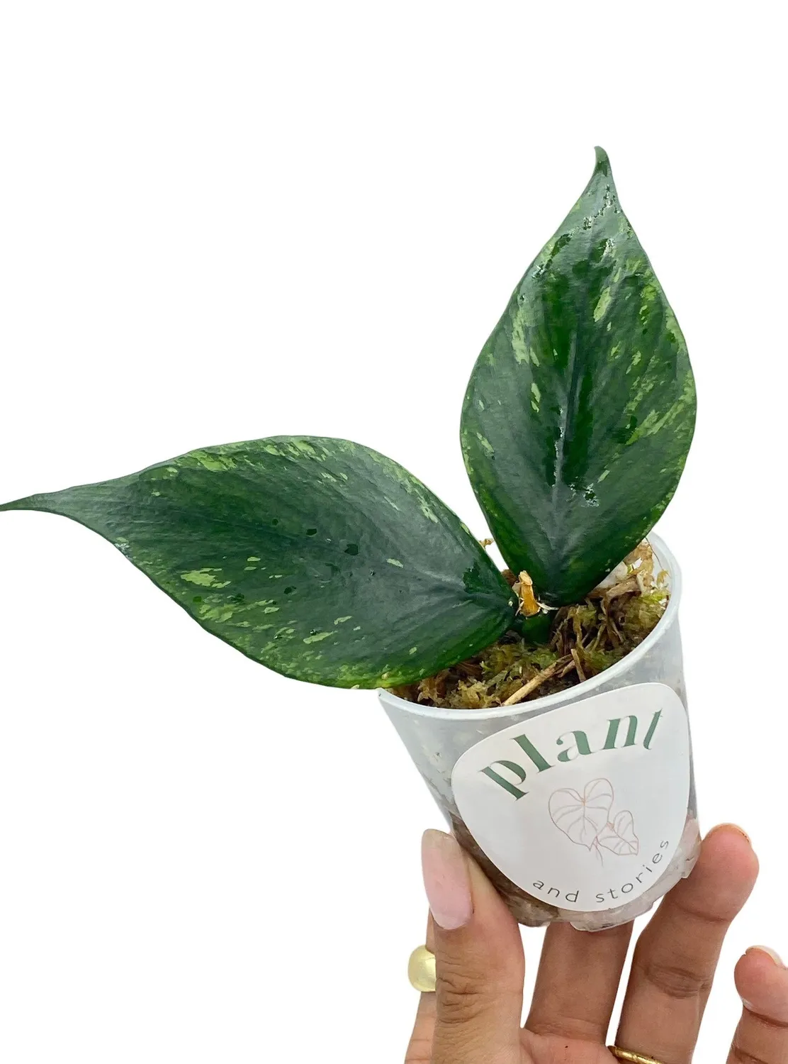 Plant and Stories Polyneura hoya plante pot 6cm feuilles nervurées