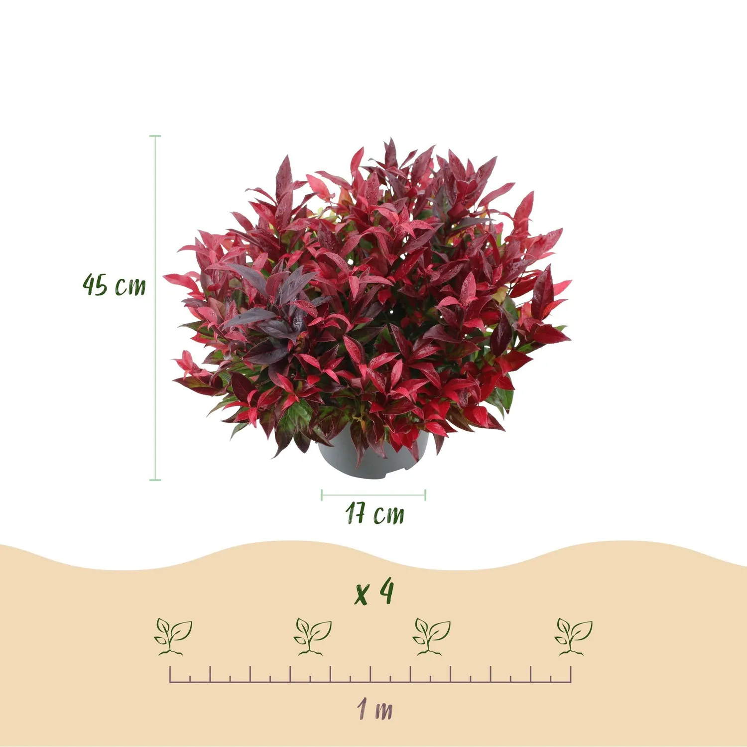 Plant and Stories Zeblid leucothoé arbuste 17 cm ombre