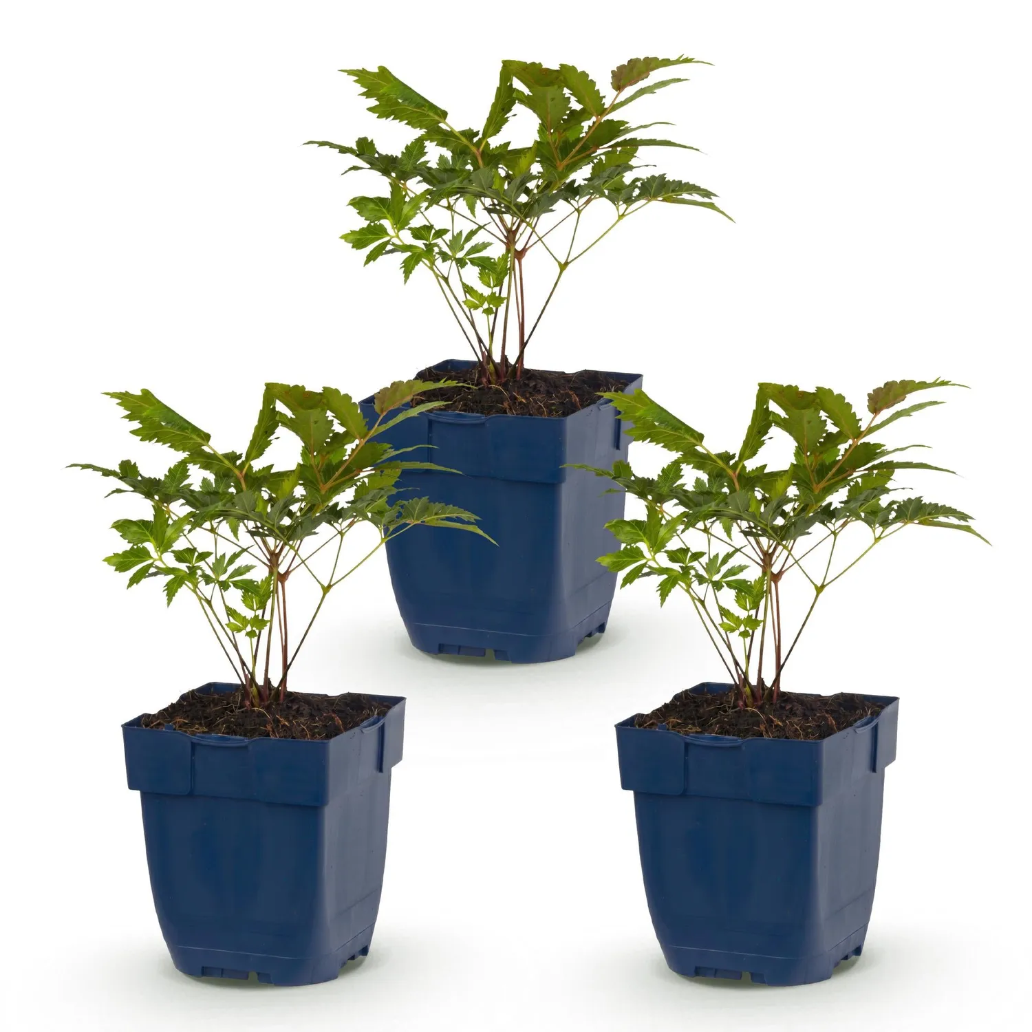 Plant and Stories Astilbe Fanal vivace 3 plants rouge