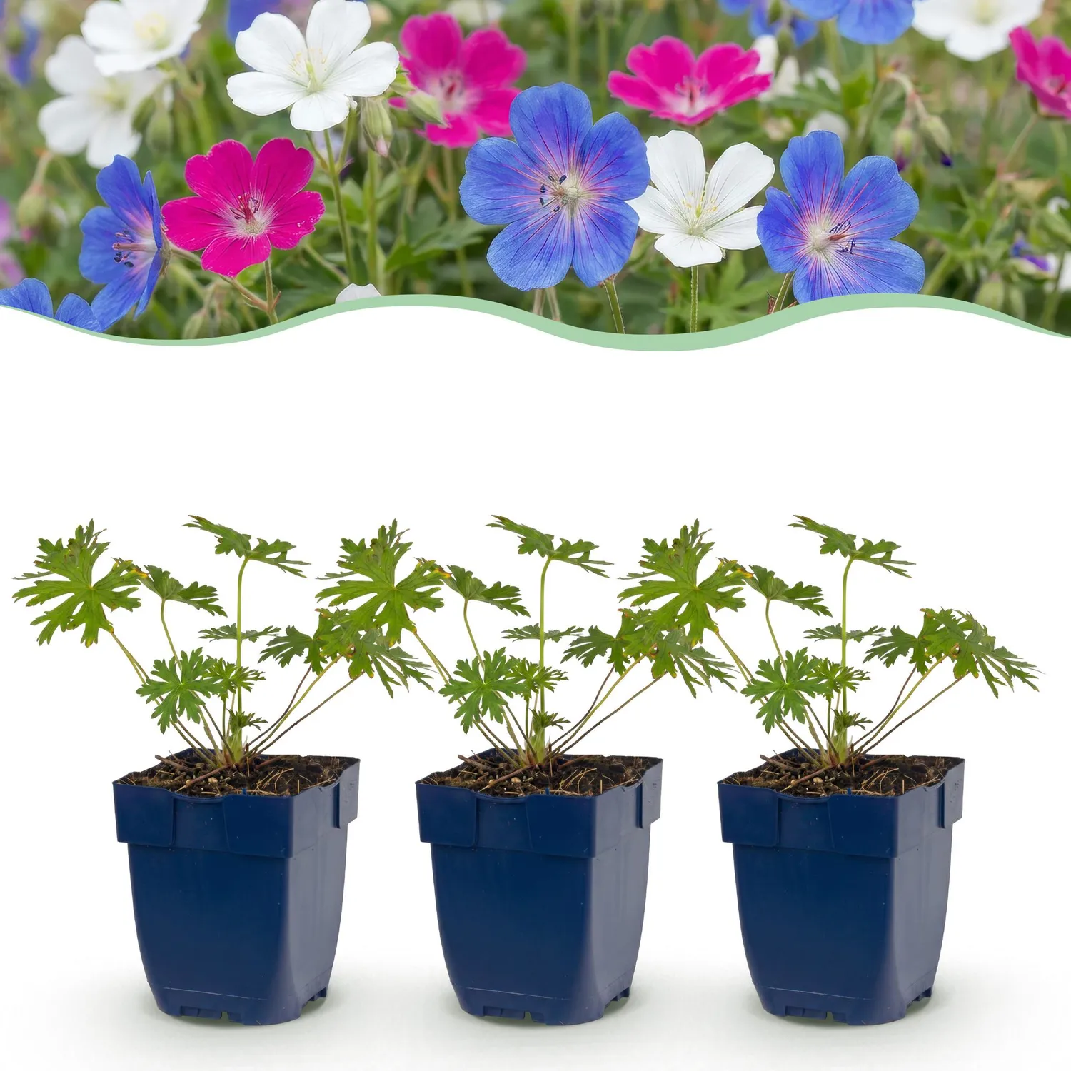 Plant and Stories Géranium Vivace Tricolore couvre-sol 6 plants