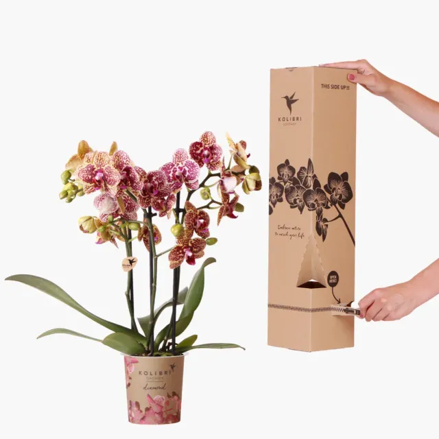 Plant and Stories Phalaenopsis Diamond orchidée pot 9 cm surprise