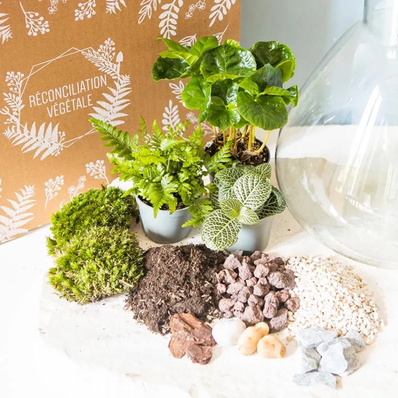 Réconciliation Végétale kit terrarium humide 3 plantes bocal verre