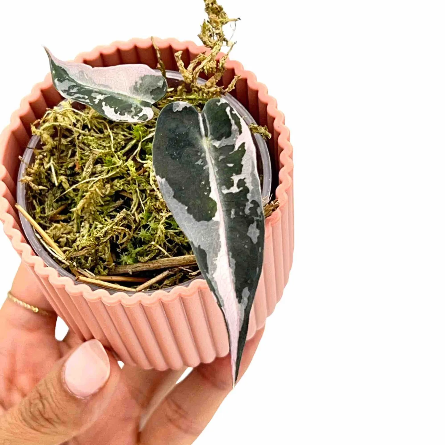 PLANT AND STORIES Alocasia Bambino Variegata plante d’intérieur pot 9 cm panachée