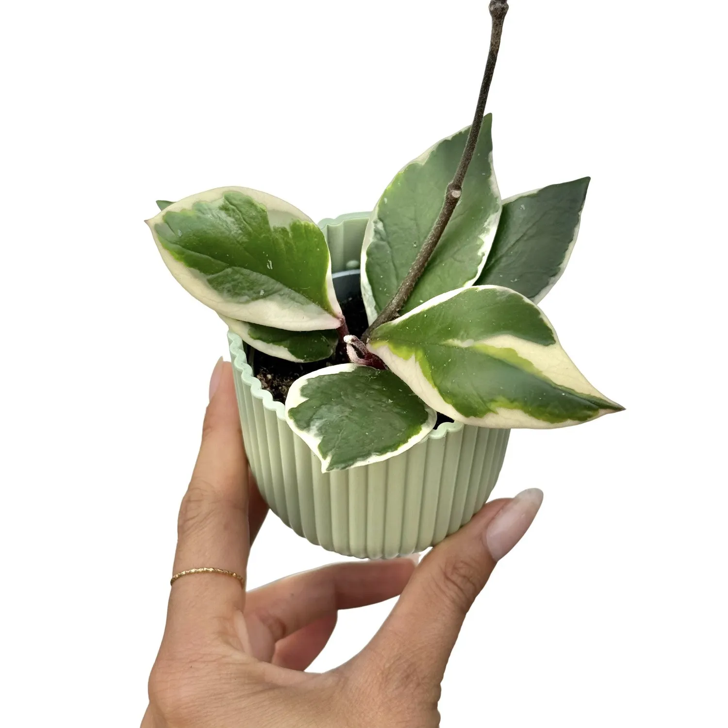 Plant and Stories Hoya Carnosa Flamingo Dream plante 6 cm rose