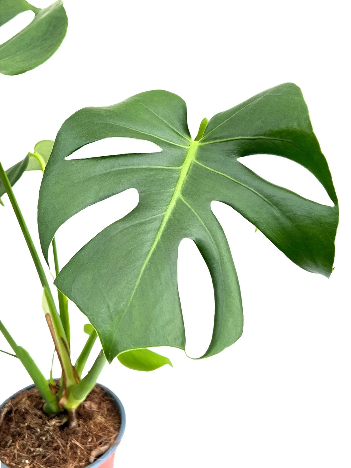 Plant and Stories Monstera Deliciosa plante pot 6cm découpée