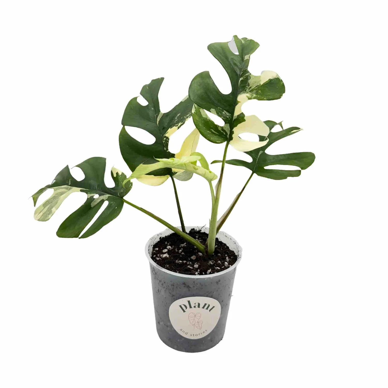Plant and Stories Rhaphidophora Tetrasperma Variegata pot 10,5cm panaché