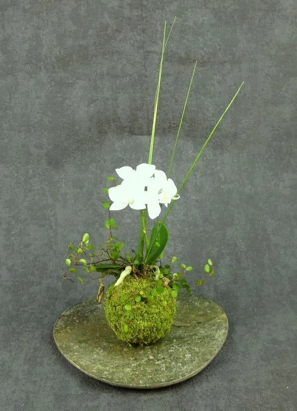Aquaphyte Piémont des Andes kokedama orchidée duo