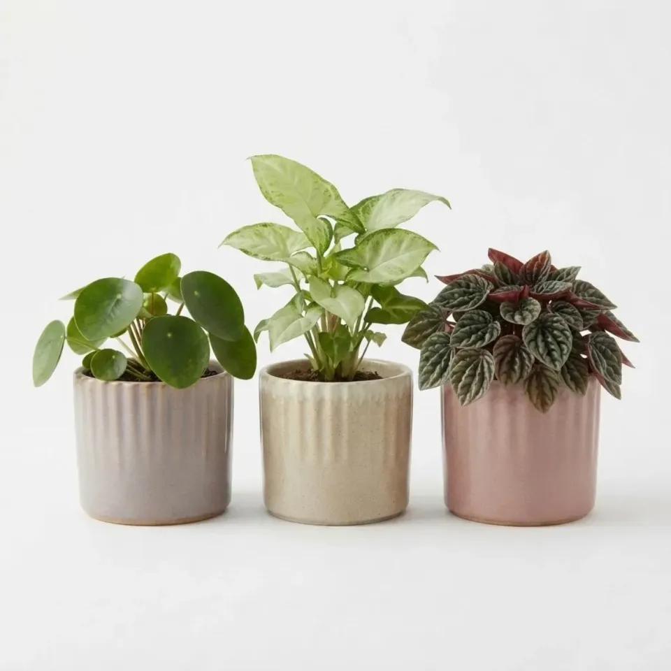 Plant and Stories lot 3 cache-pots céramique striés 6cm mates