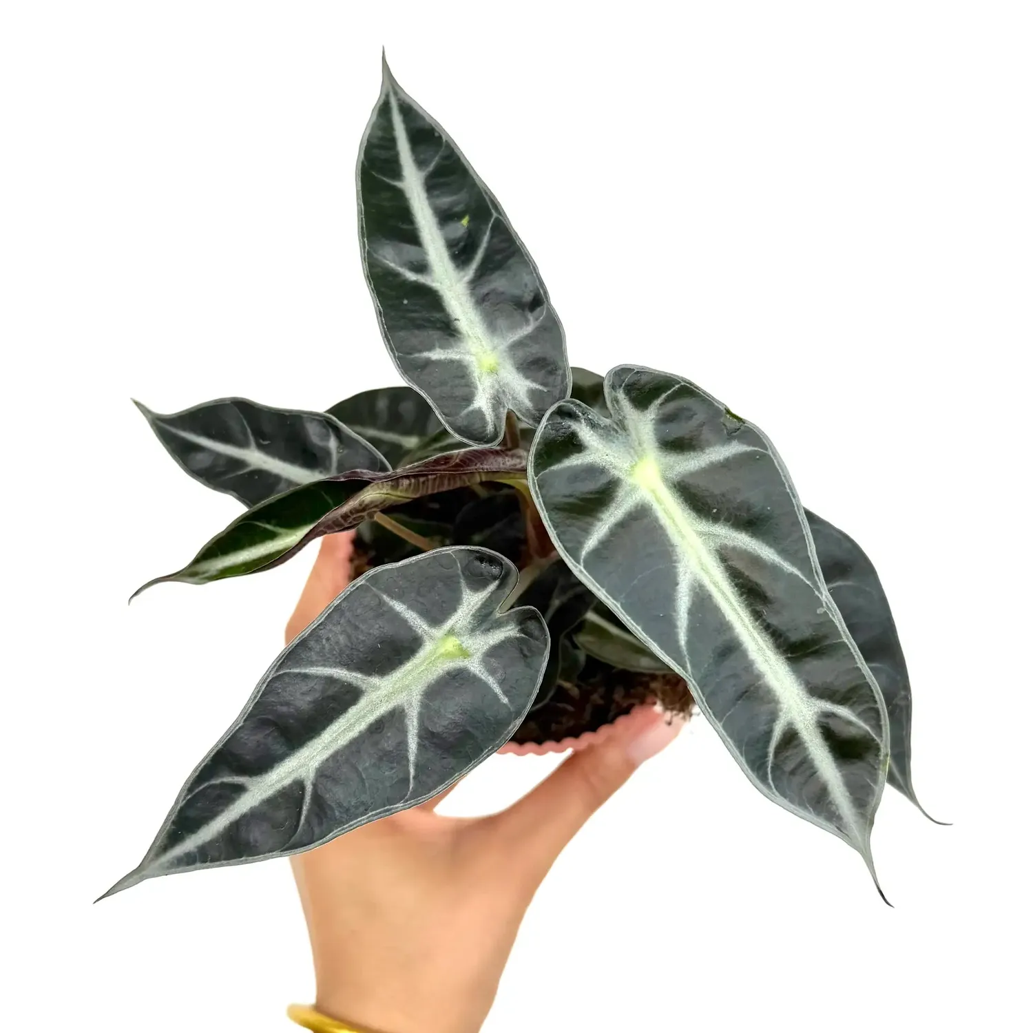 Plant and Stories Bambino Arrow alocasia naine 6 cm