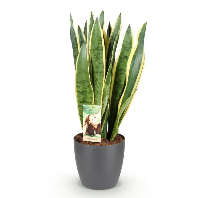 Plant and Stories Sansevieria Laurentii plante pot 17 cm bord jaune