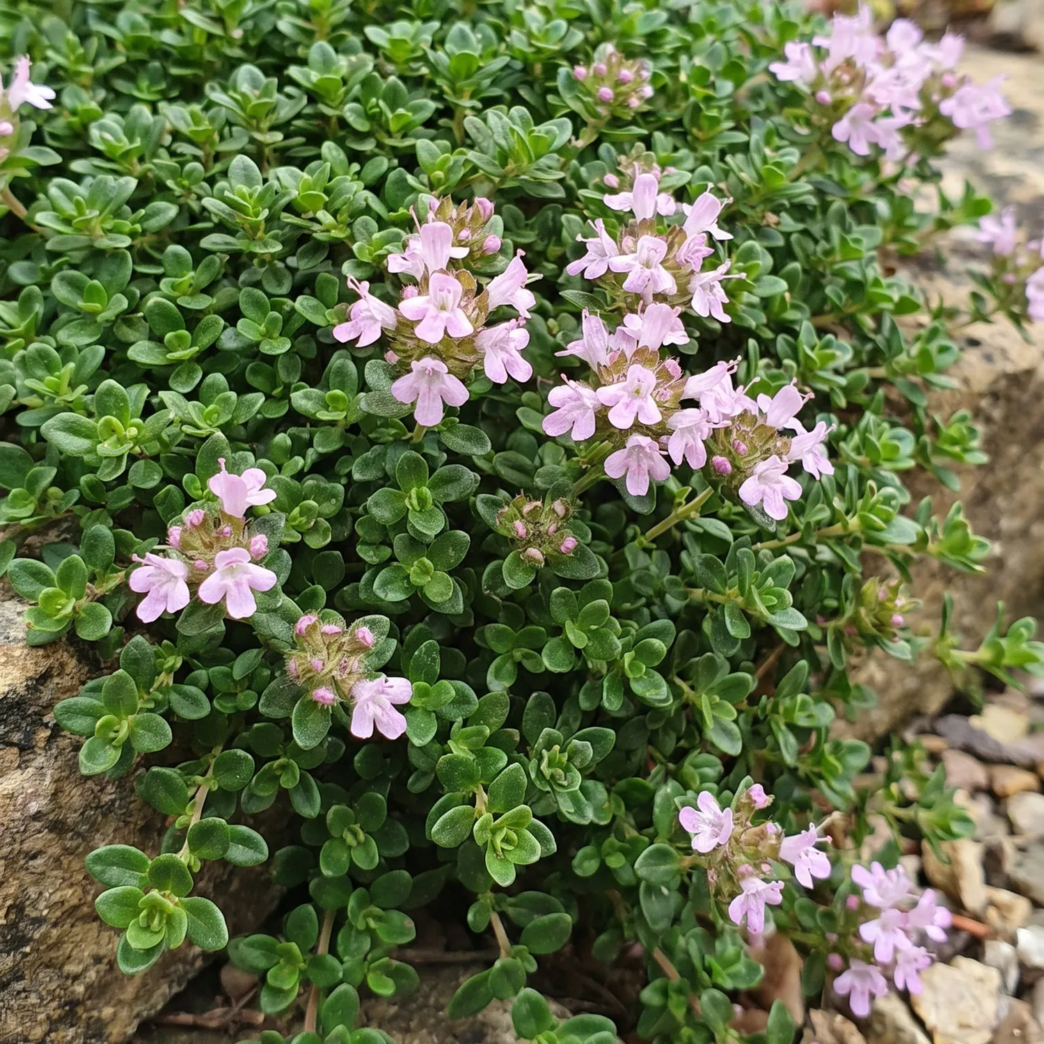 Plant and Stories Thym Minor aromatique pot 11 cm vivace
