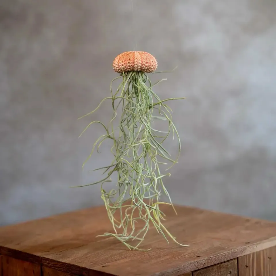 Airplantshop Jellyfish Roze Small plante aérienne coquille rose