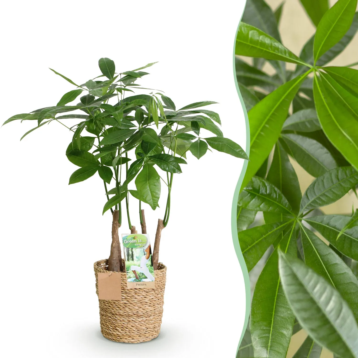Plant and Stories Pachira Aquatica arbre pot 17 cm tressé