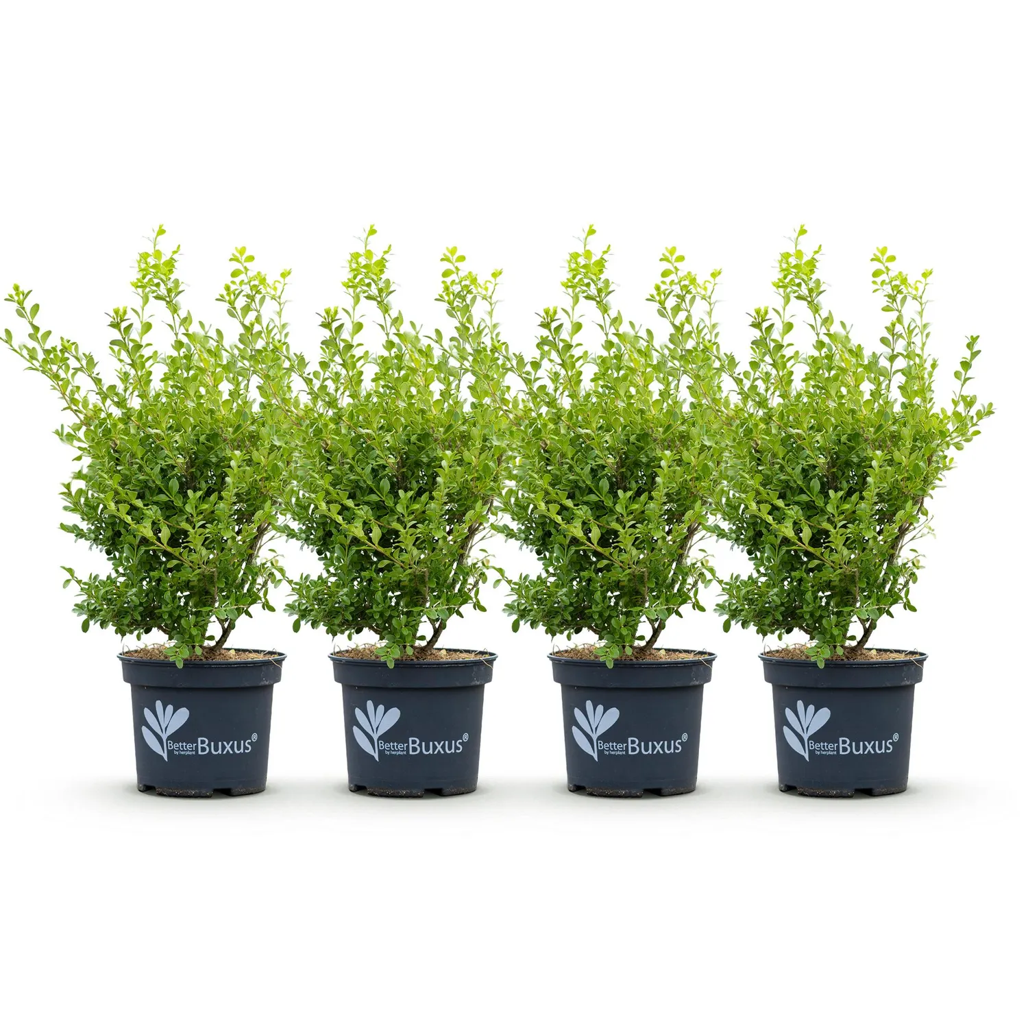 Plant and Stories buis Babylon Beauty haie 4x19cm résistant