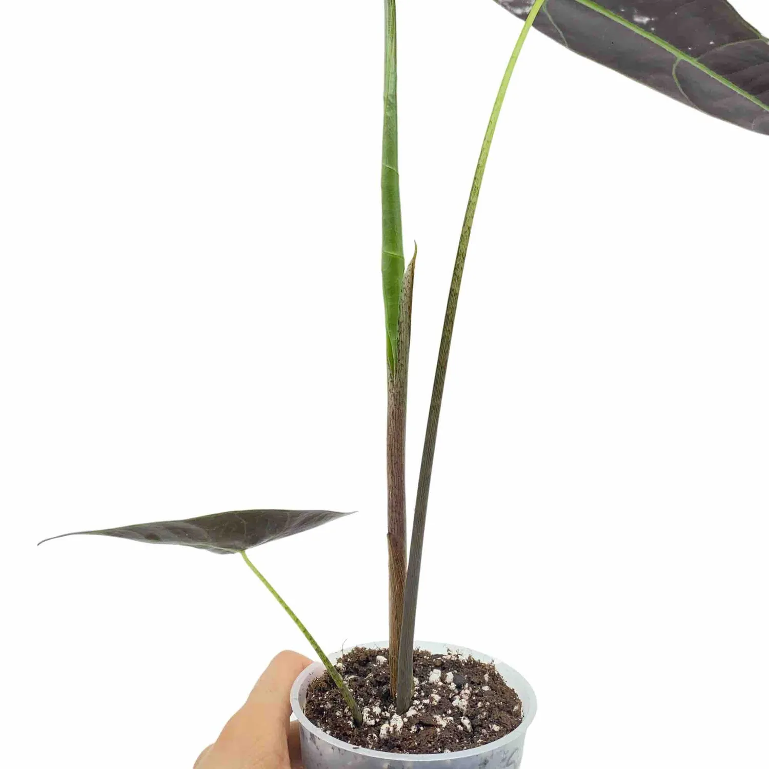Plant and Stories Alocasia Longiloba Silver plante pot 8cm