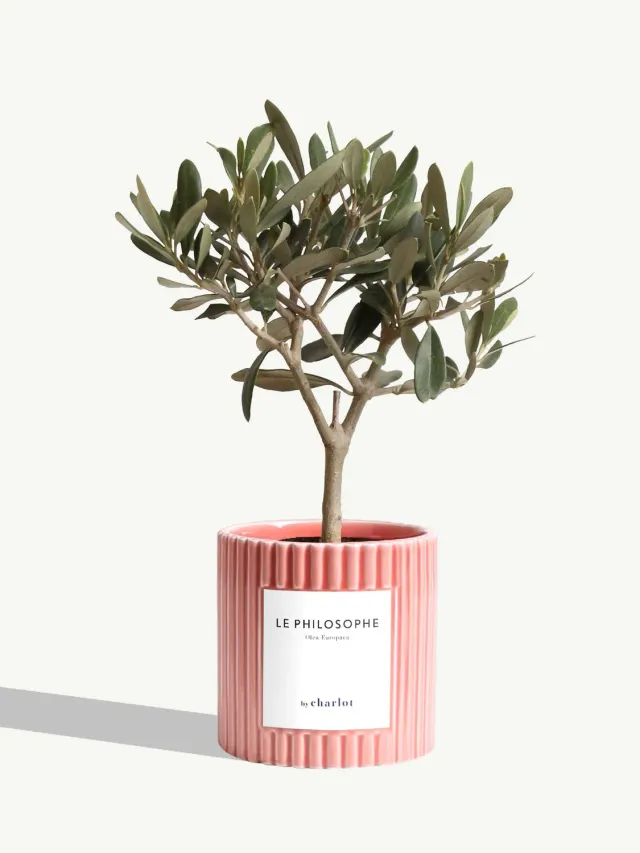 By Charlot Le Philosophe olivier plante pot 10 cm