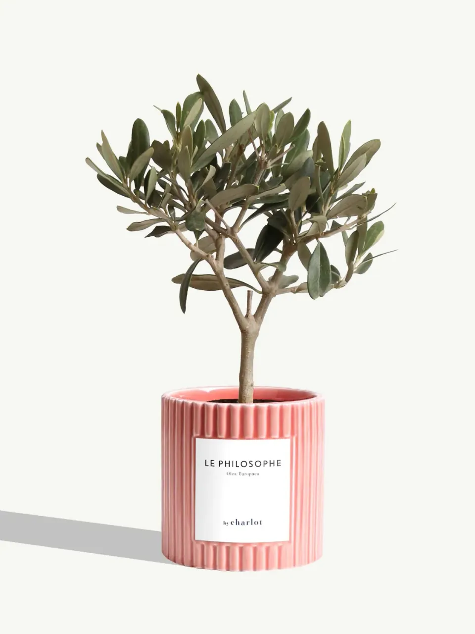 By Charlot Le Philosophe olivier plante pot 10 cm