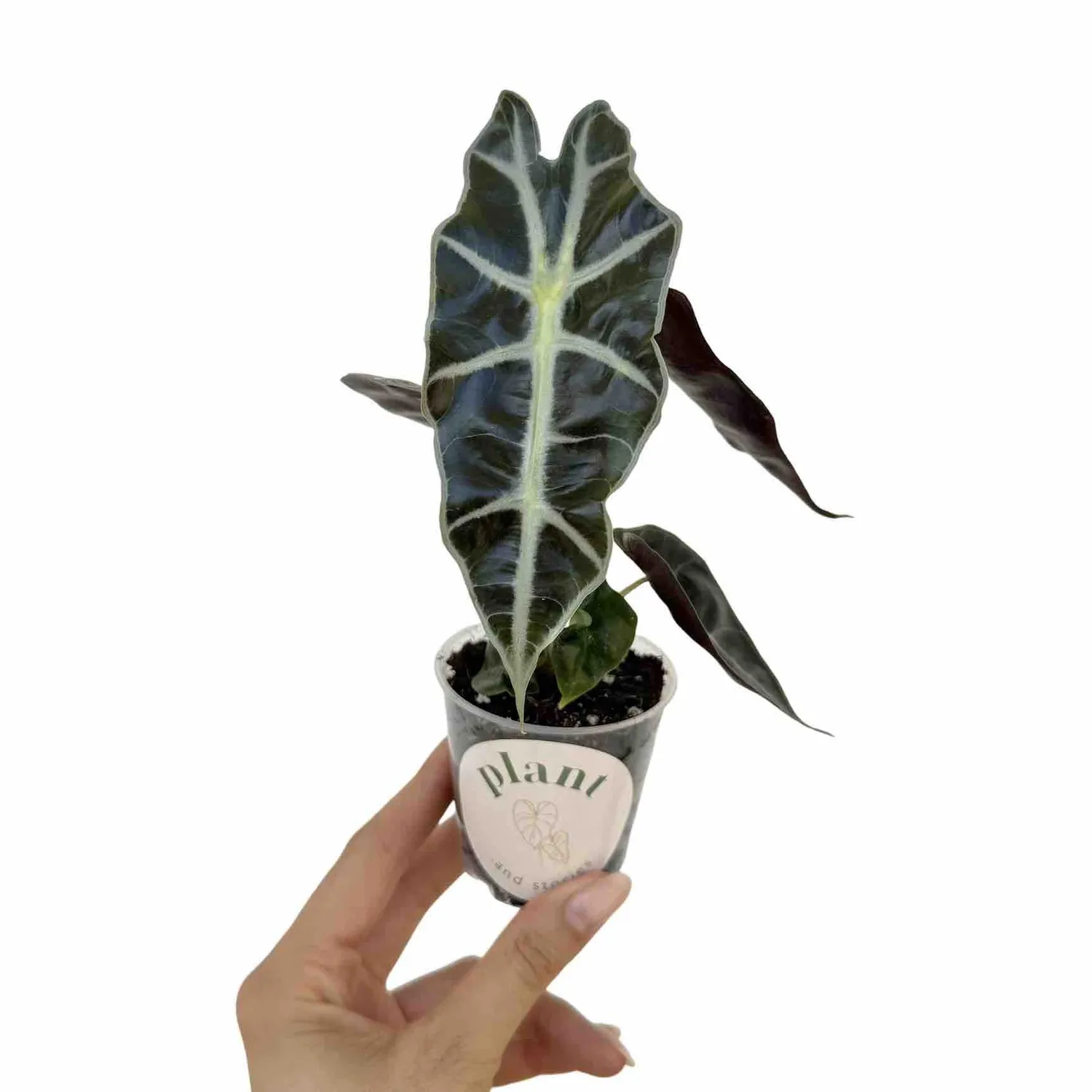 Plant and Stories Alocasia Polly plante pot 6 cm nervures blanches