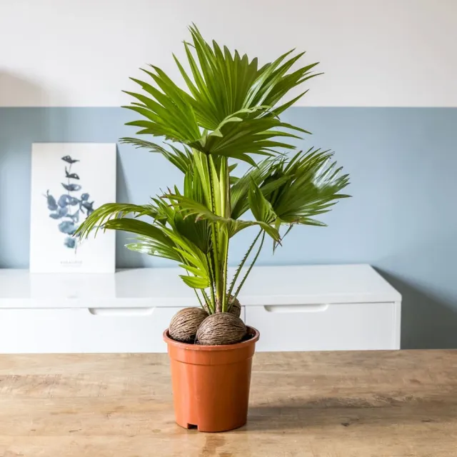 Réconciliation Végétale Paco Palmier Livistona D17 Tropical