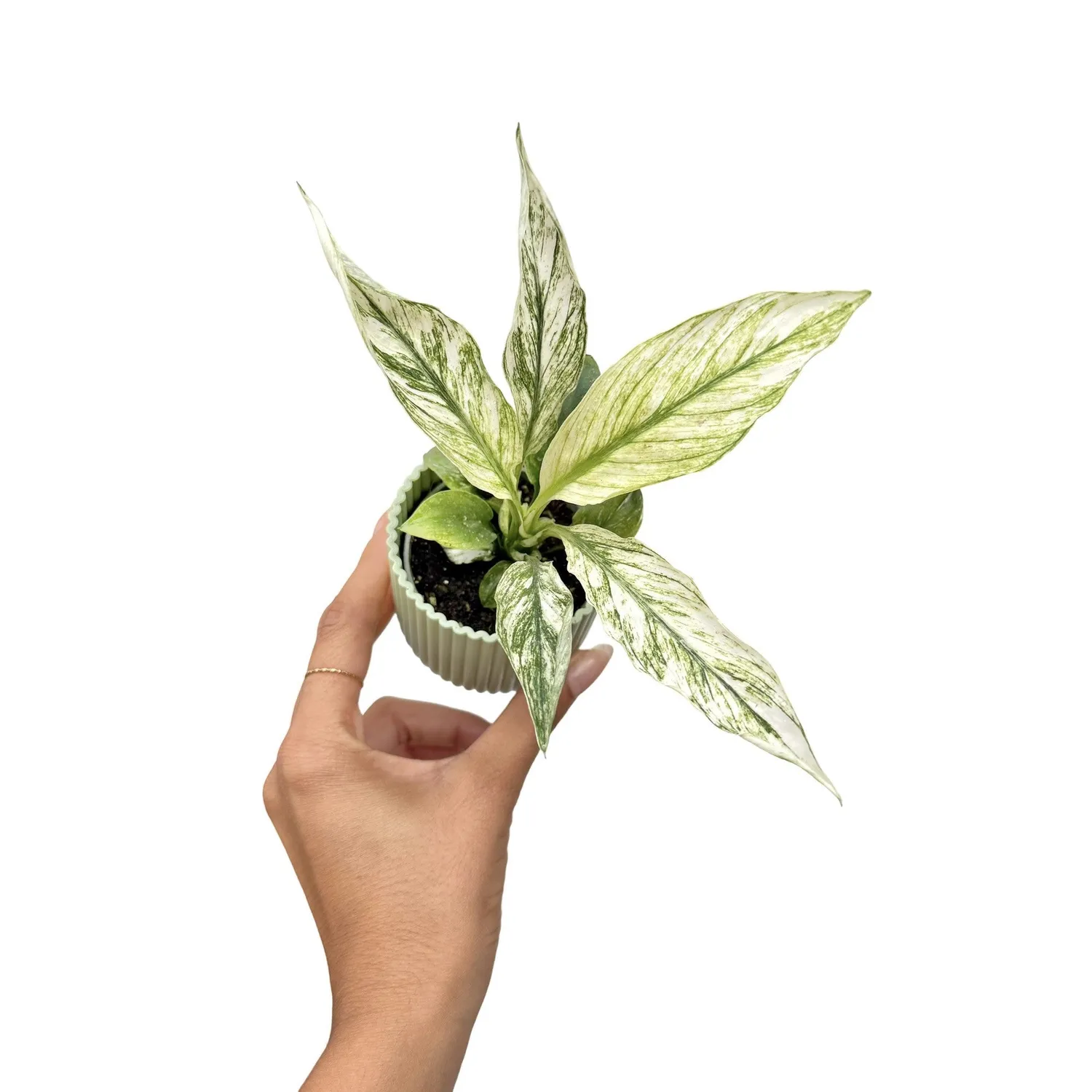 PLANT AND STORIES Sensation Variegata spathiphyllum pot 6 cm panaché