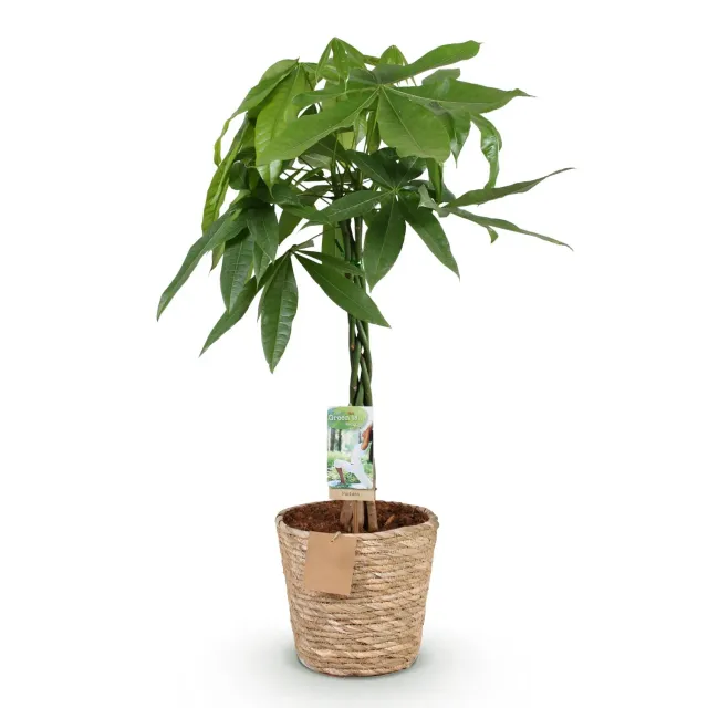 PLANT AND STORIES Pachira Aquatica arbre à argent 80 cm panier