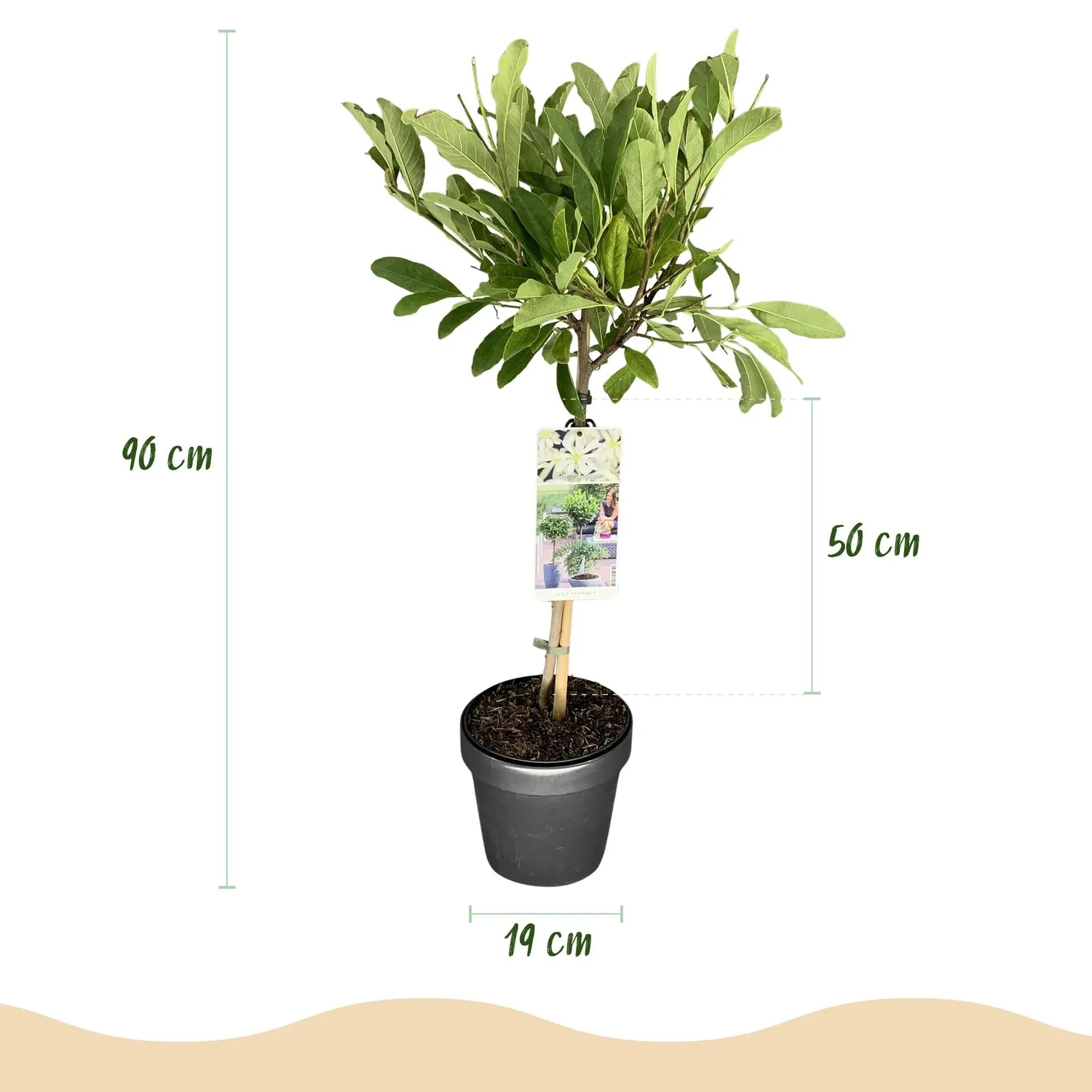 Plant and Stories Magnolia Stellata arbuste pot 19 cm fleurs blanches
