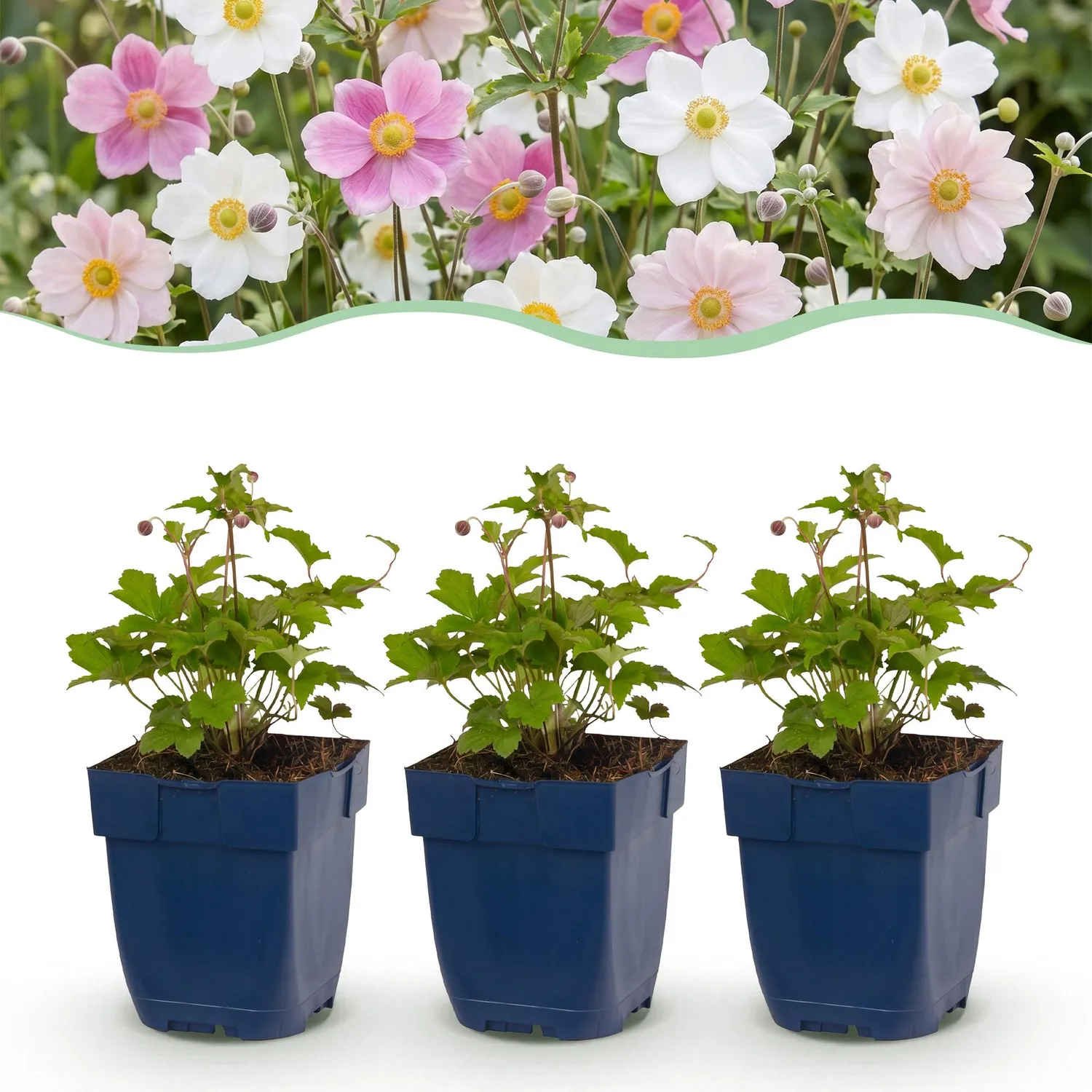 Plant and Stories Anémone Japon Tricolour plante 6 plants ombre
