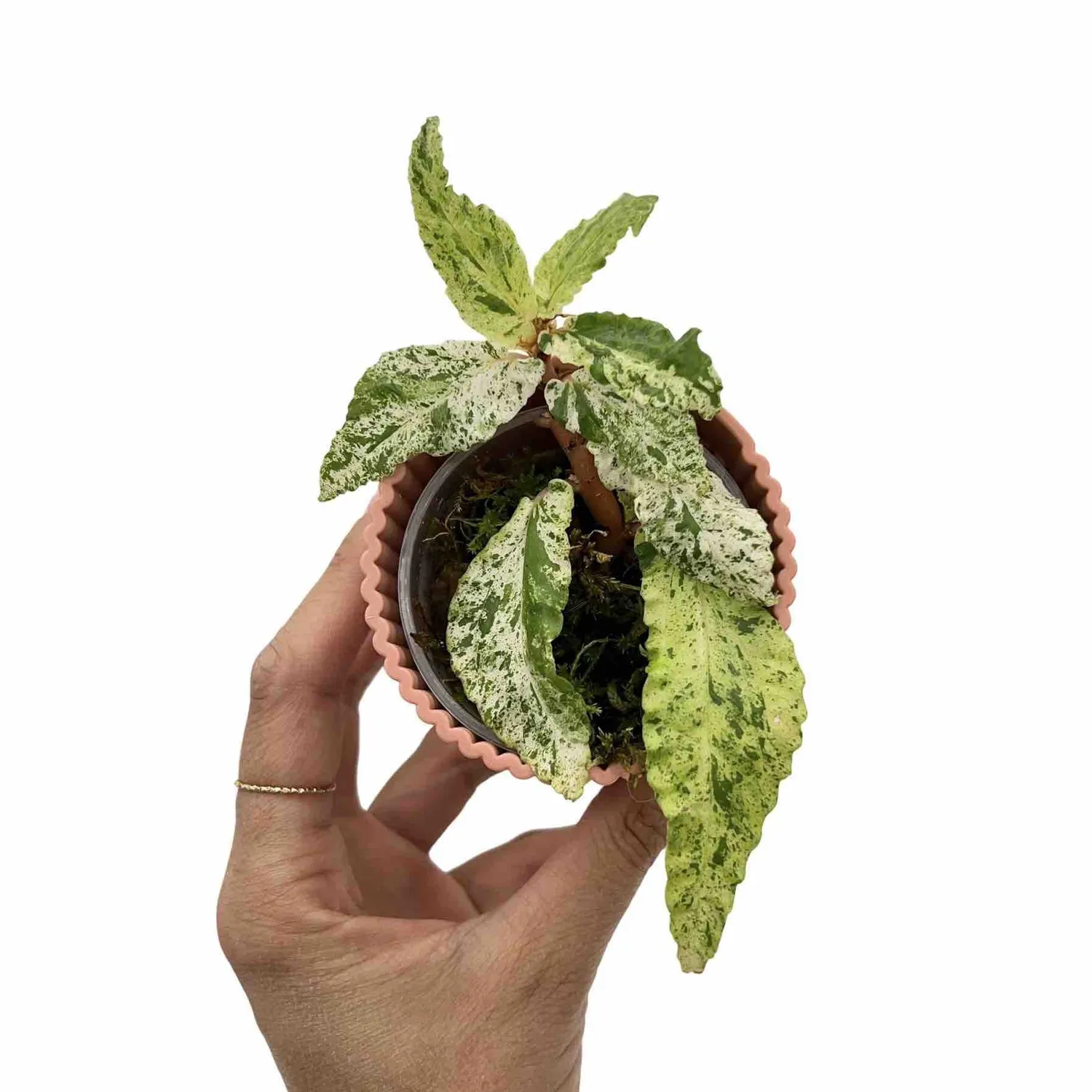 Plant and Stories Pellionia Repens Variegata plante pot 6cm nacrée