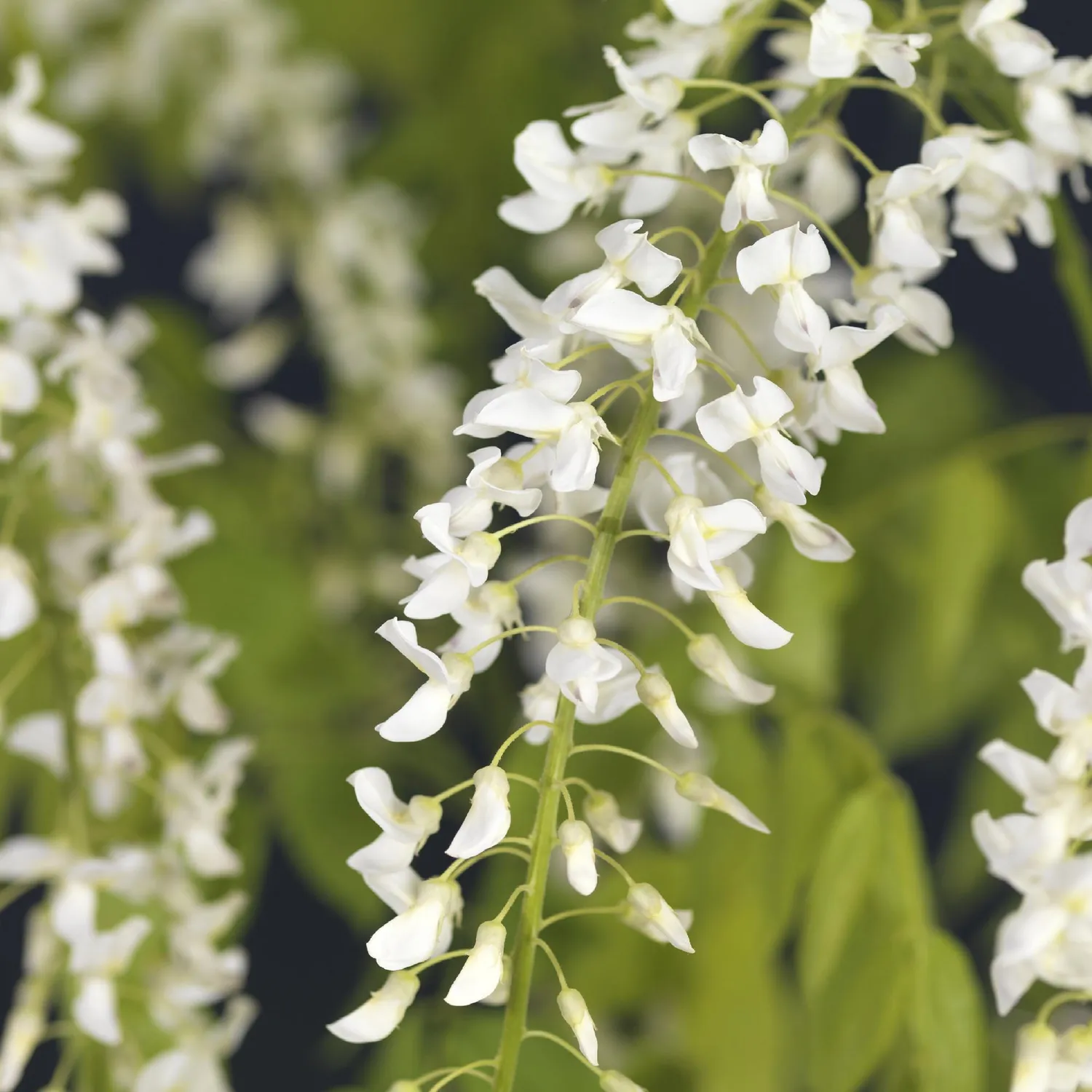 Plant and Stories Glycine Alba Wisteria grimpante pot 11cm soleil