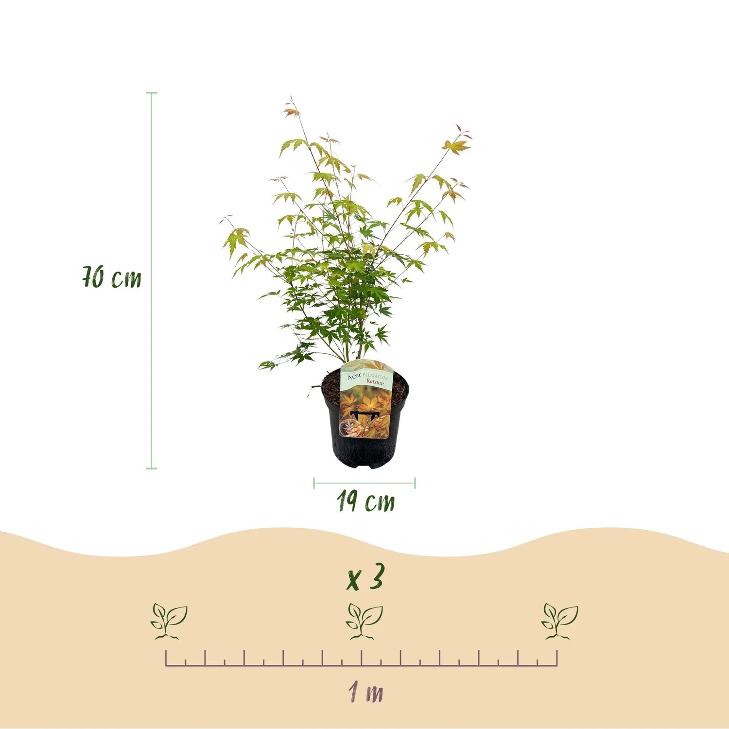 Plant and Stories Acer Katsura érable pot 19 cm flamboyant