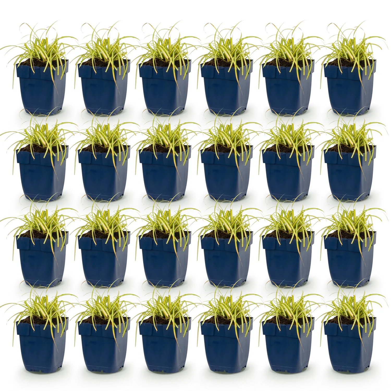Plant and Stories Carex Evergold graminée pot 11 cm panaché