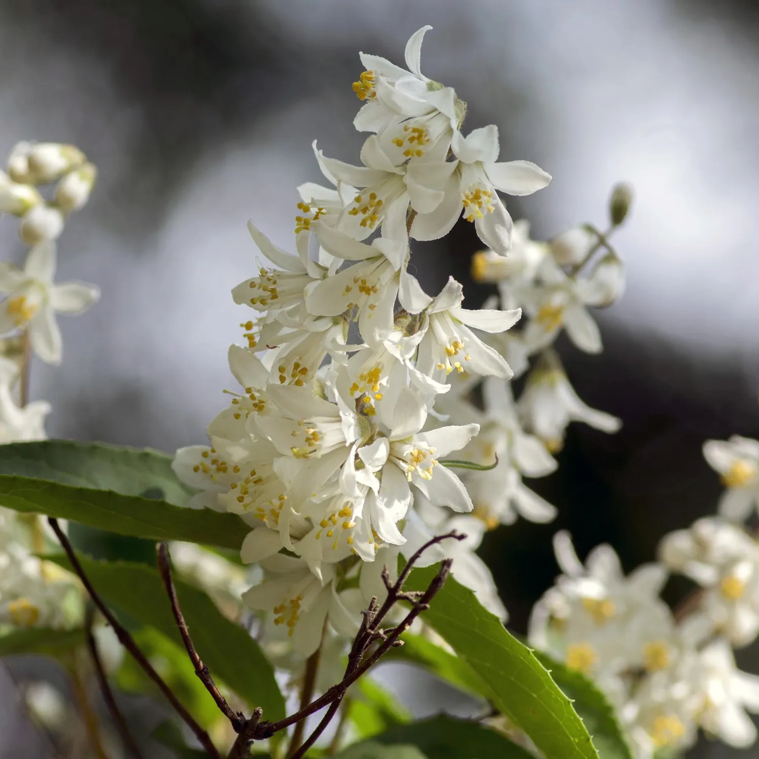 Plant and Stories Deutzia Gracilis arbuste pot 17 cm