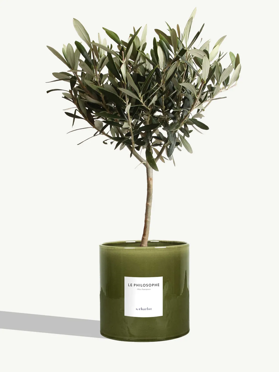 By Charlot Le Philosophe plante pot M olivier