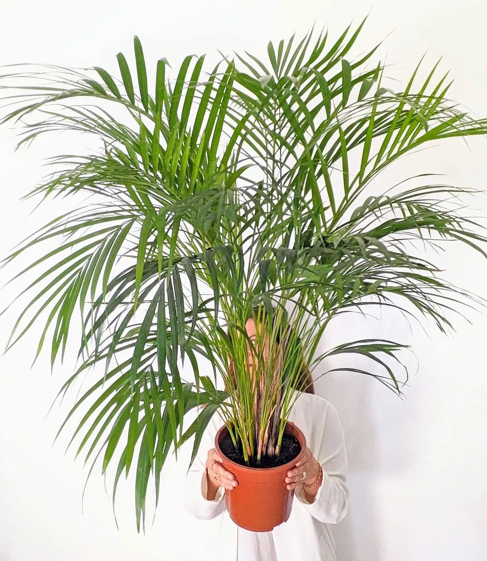 Réconciliation Végétale Pablo palmier areca 120 cm