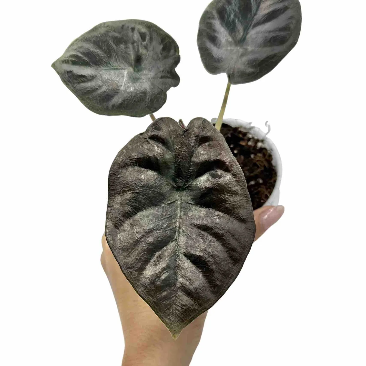 Plant and Stories Alocasia Infernalis Black Magic plante pot 11 cm noir