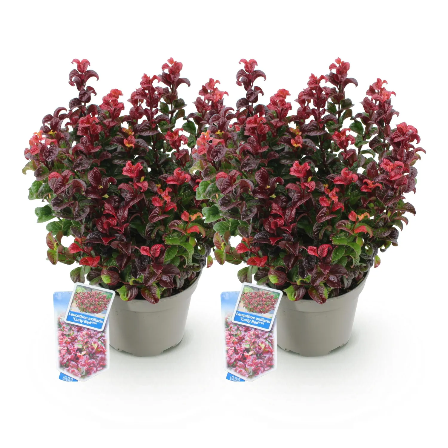 Plant and Stories Leucothoé Curly Red arbuste 1 plant persistant