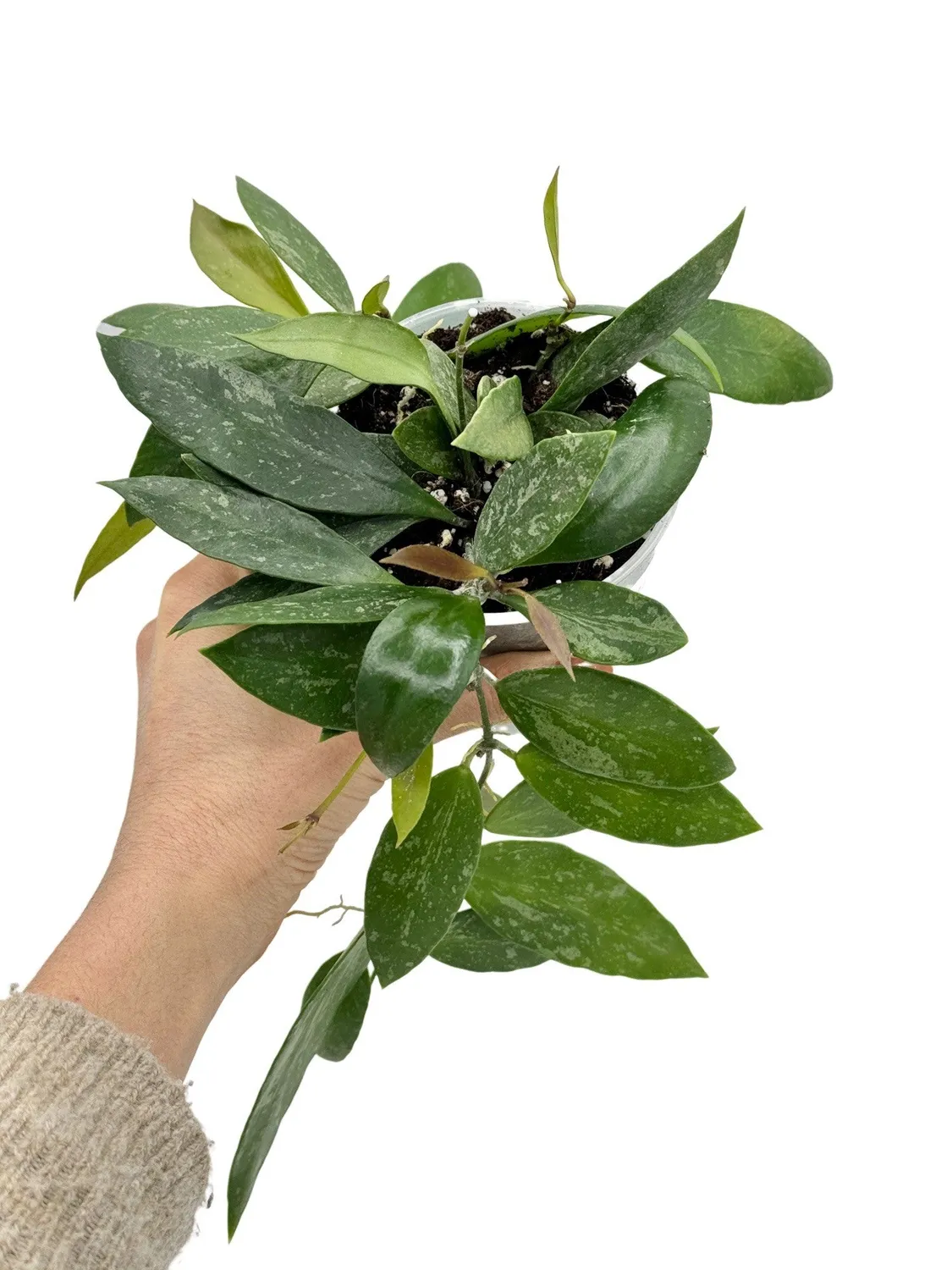Plant and Stories Hoya Memoria plante grimpante pot 6 cm