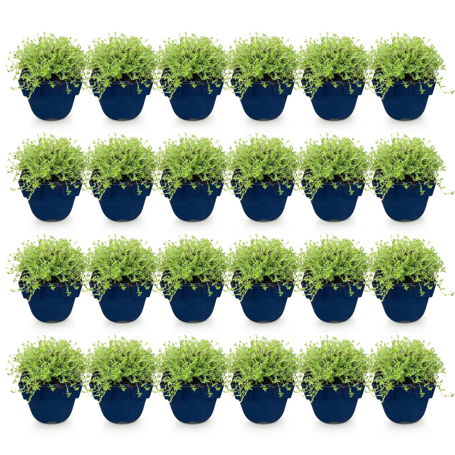 Plant and Stories Albiflorus thym 1 plant pot 11 cm vivace