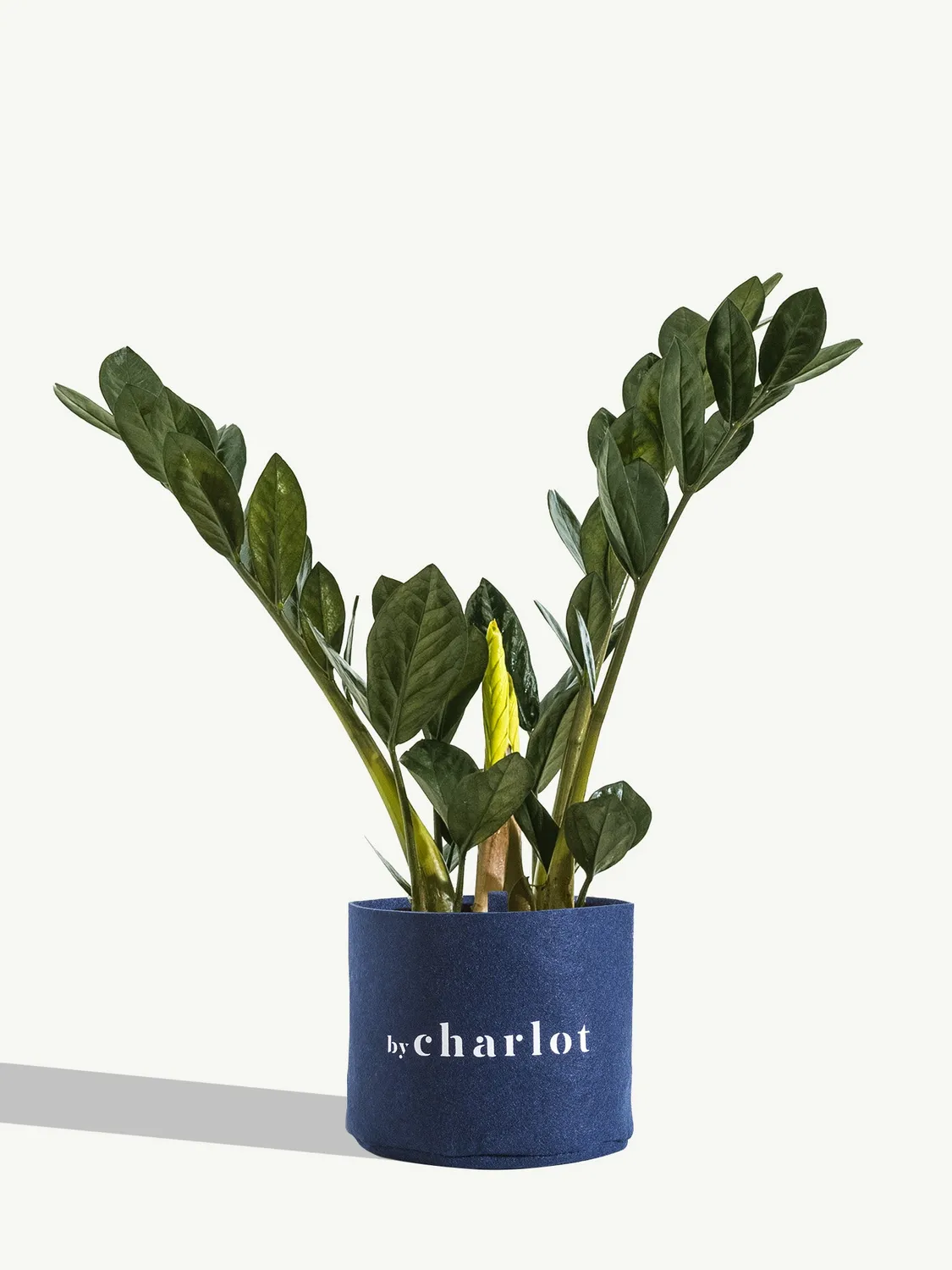 By Charlot L'Extravagante recharge Zamioculcas pot céramique