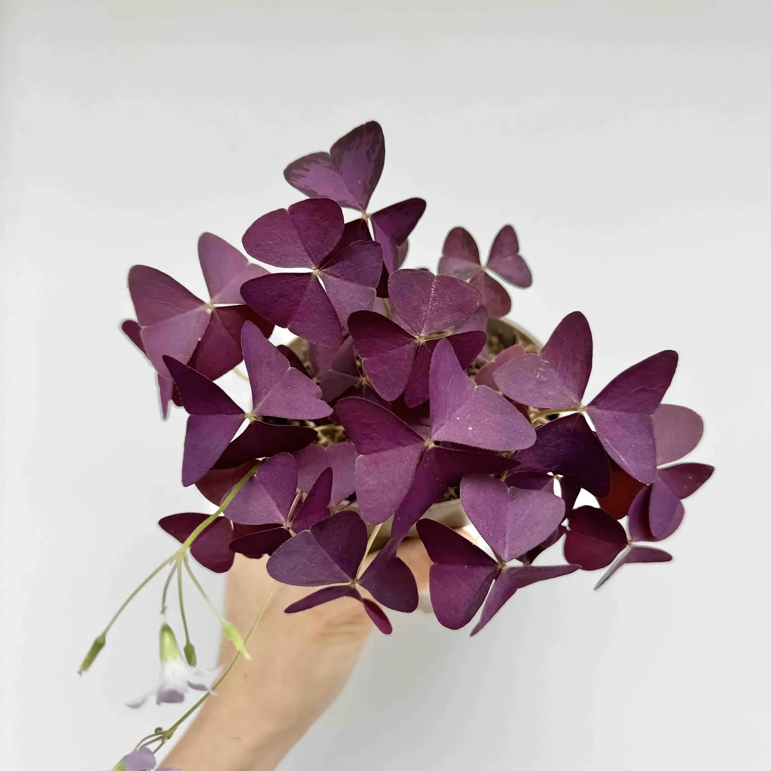 Plant and Stories Oxalis Triangularis plante pot 12 cm pourpre