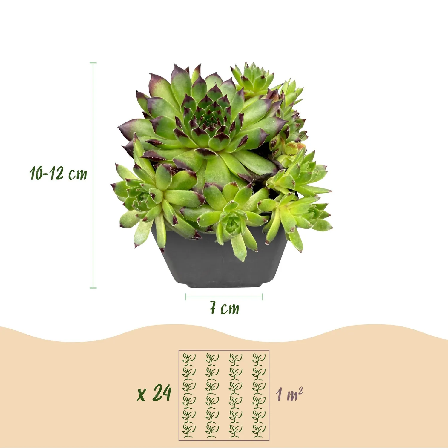 Plant and Stories Joubarbe Big Sam succulente lot 6 pot 7cm