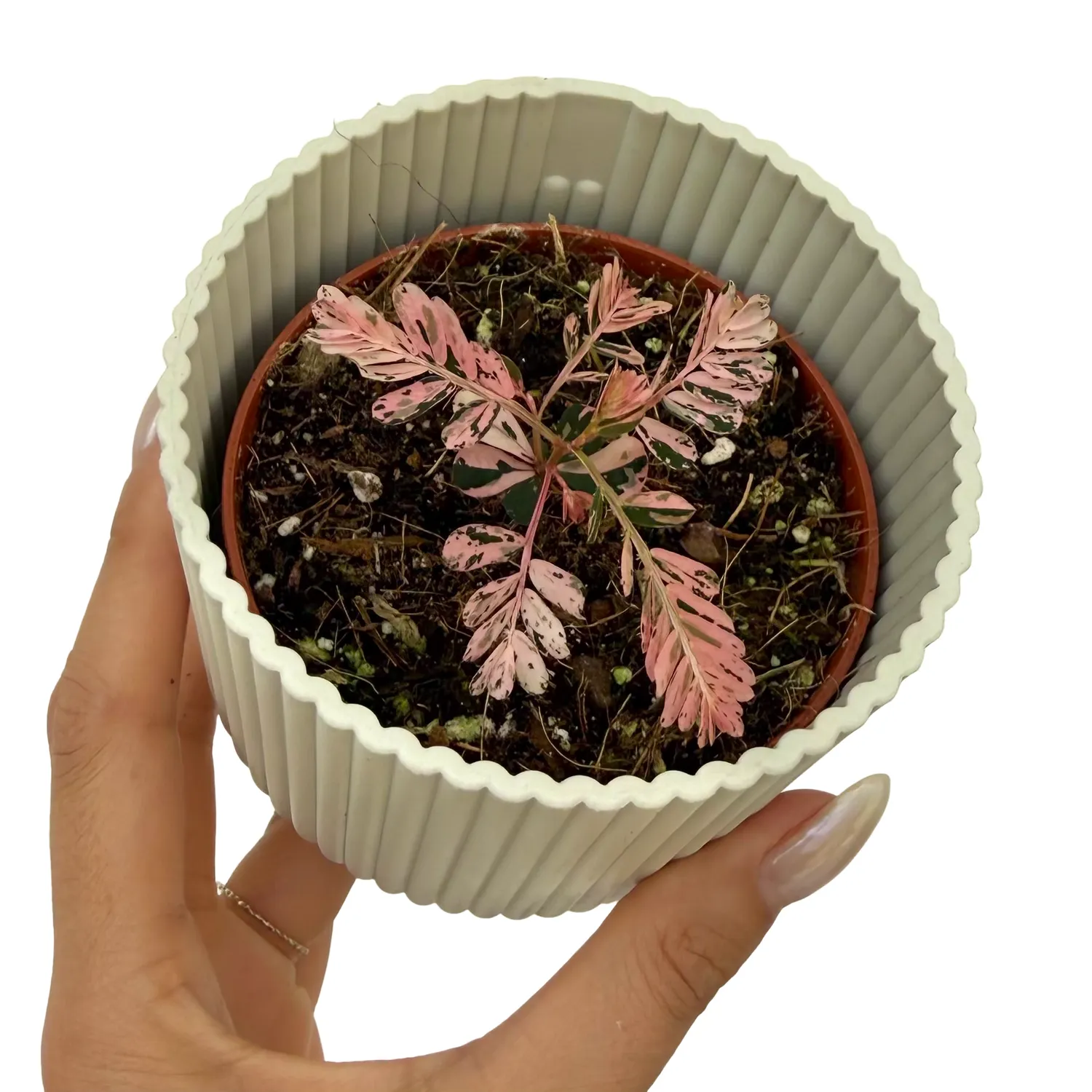 Plant and Stories Phyllanthus Urinaria Variegata plante pot 8 cm