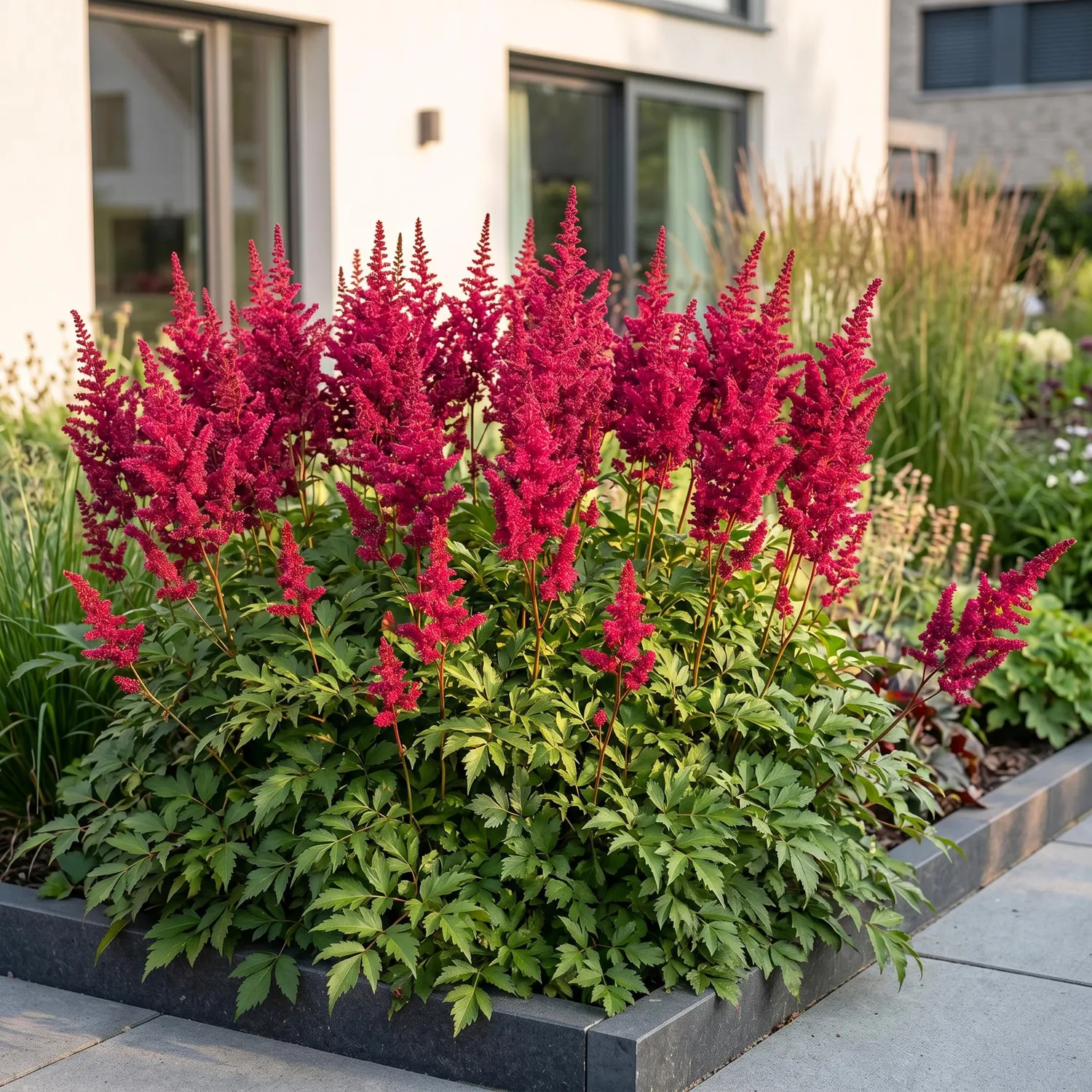Plant and Stories Astilbe Fanal vivace 3 plants rouge