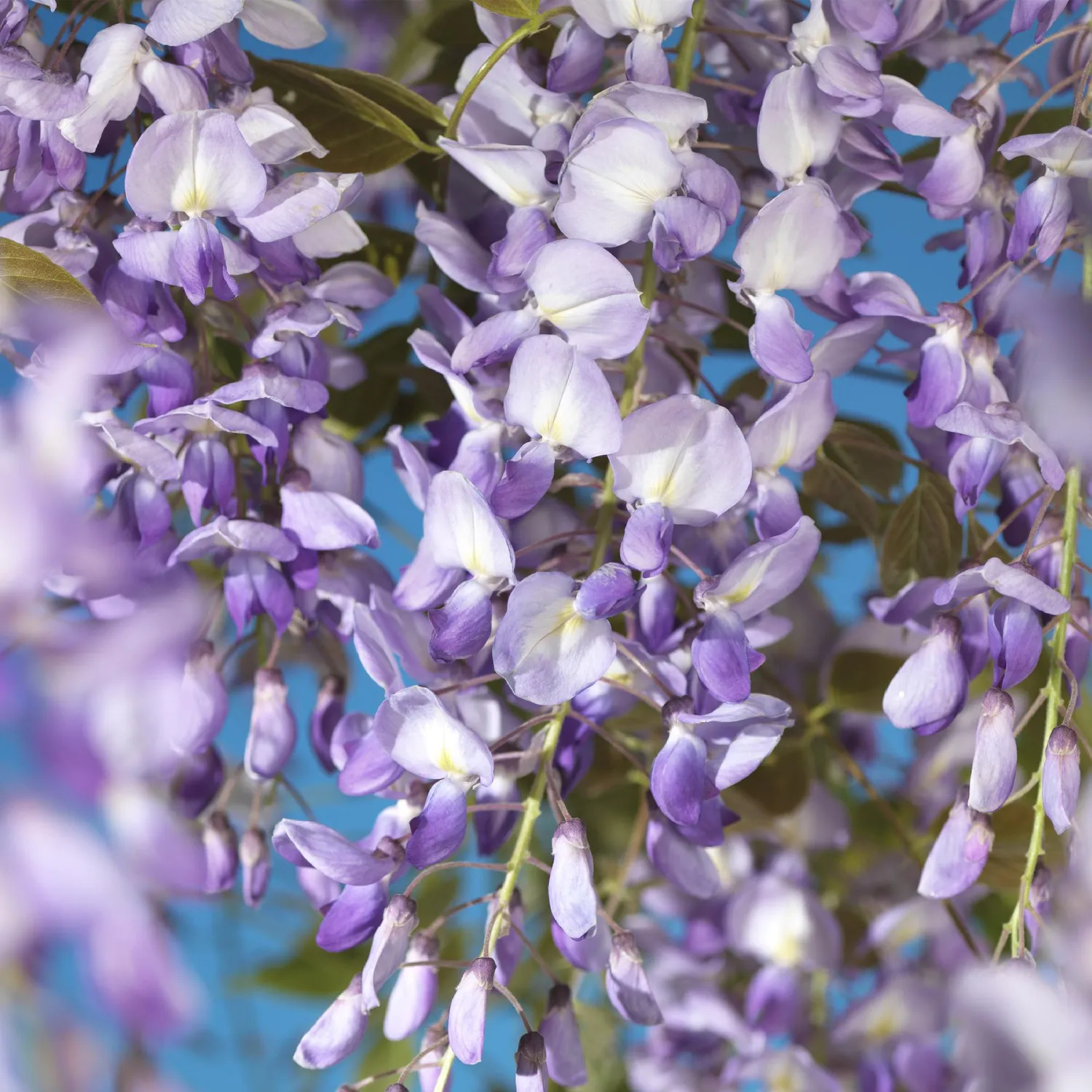 PLANT AND STORIES Glycine Prolific Wisteria grimpante pot 11 cm 40 cm