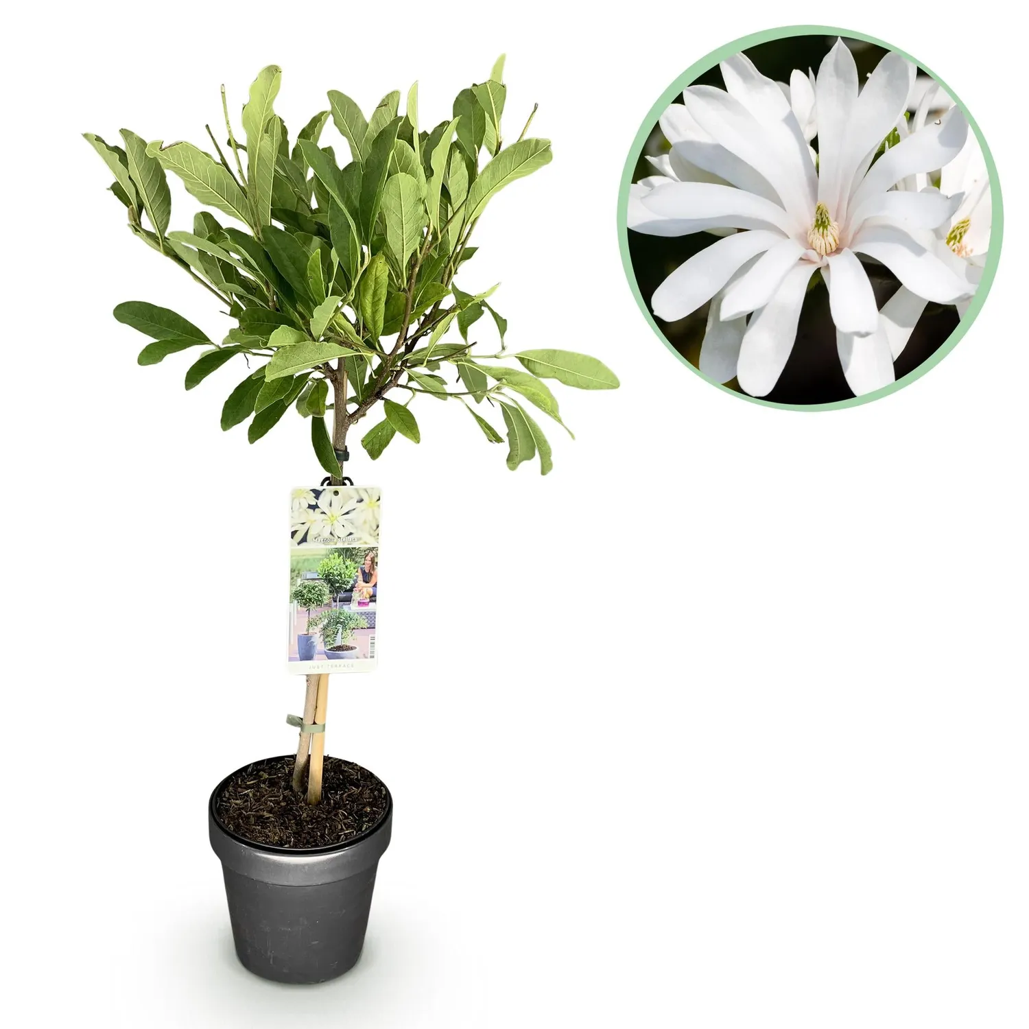 Plant and Stories Magnolia Stellata arbuste pot 19 cm fleurs blanches