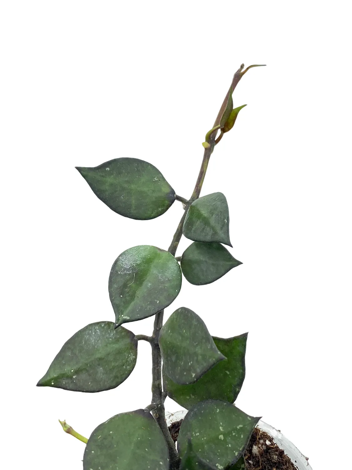 Plant and Stories Black Leaf hoya noir pot 6 cm